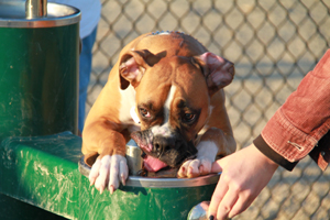 East Sacramento’s new dog park is ‘ruff’ place | Valley Community