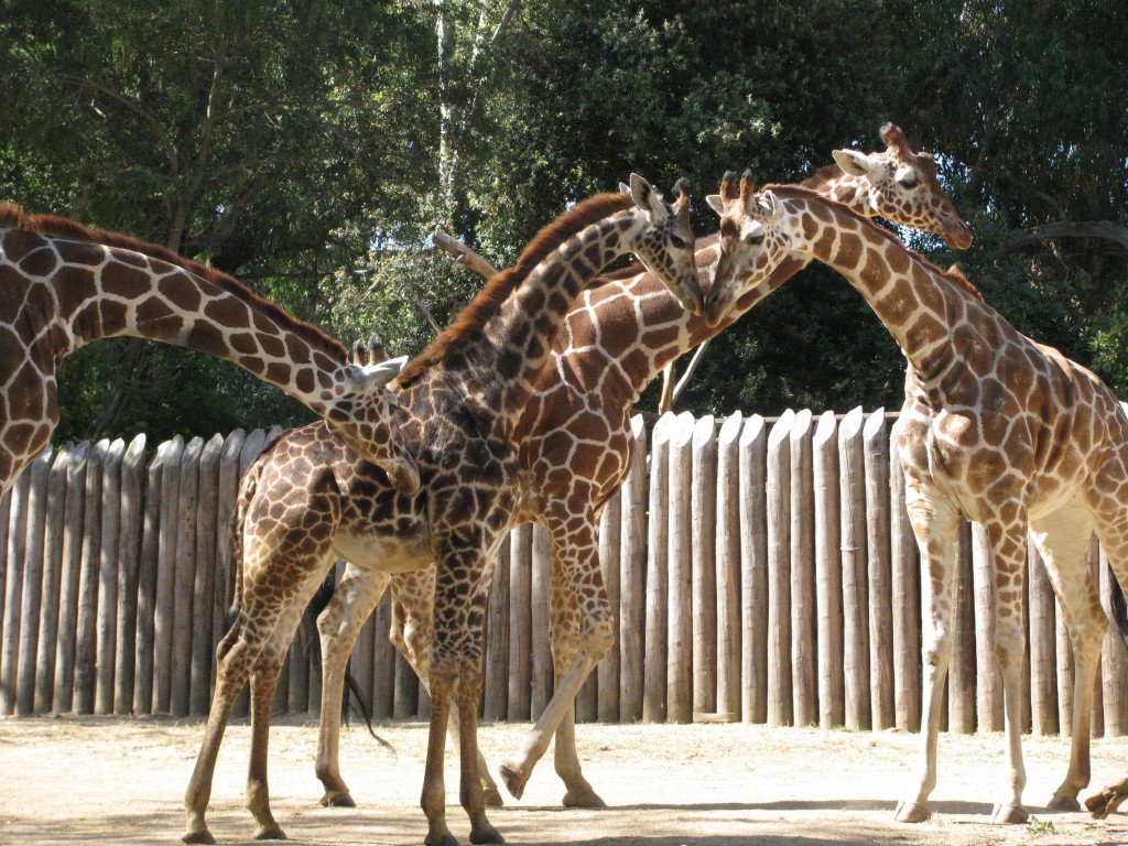 Masai giraffe on exhibit at the Sacramento Zoo | Valley Community