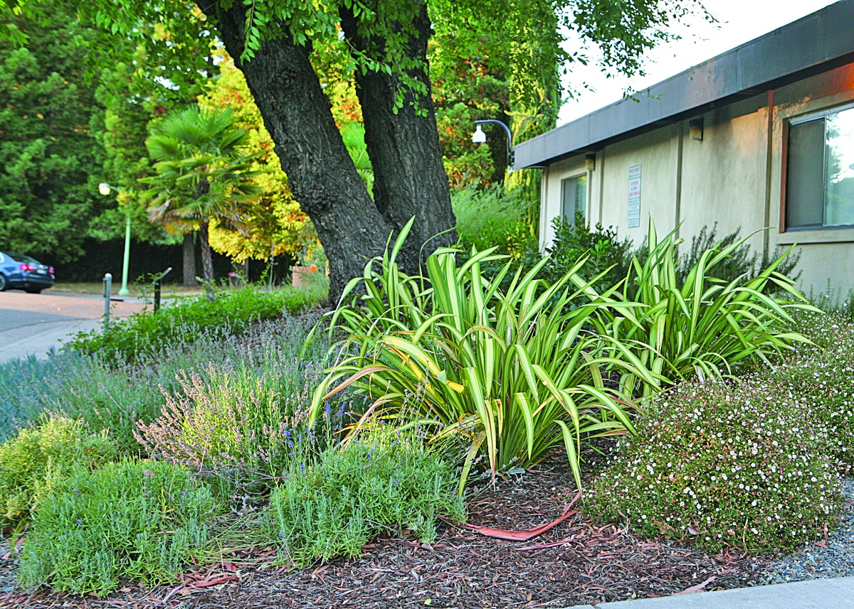 Sacramento Landscaping Companies