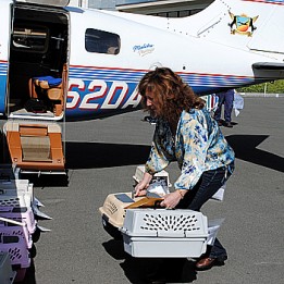 All Aboard Dogs Take Flight To No Kill Idaho Rescue Valley Community Newspapers Inc